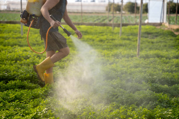 Best Pest Removal Services  in Augusta, KY