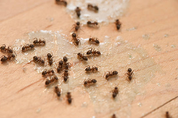 Best Bed Bug Extermination  in Augusta, KY