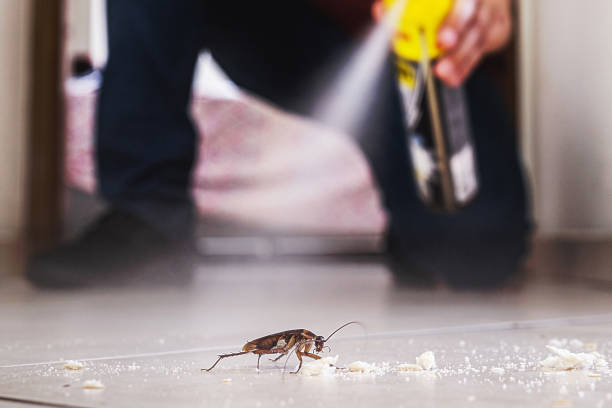 Best Wasp Removal Services  in Augusta, KY