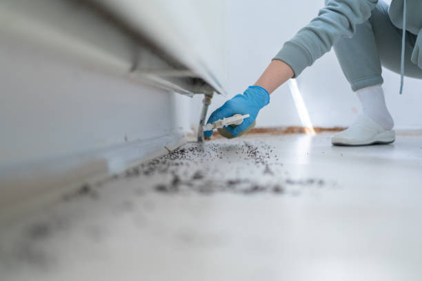 Flea Control Services in Augusta, KY